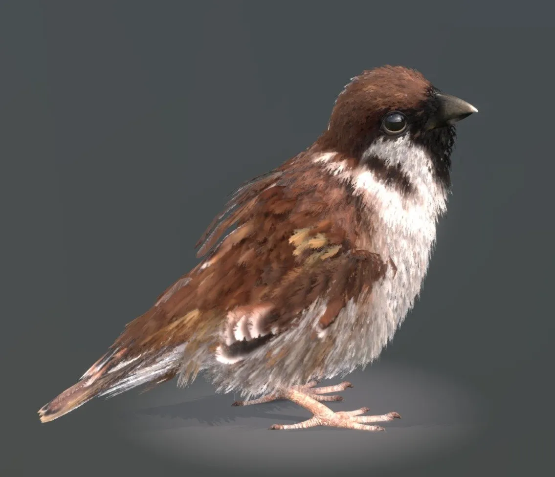 PBR Game 3D Models – Eurasian Tree Sparrow
