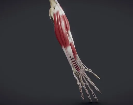 PBR Game 3D Models – Extensors Of The Hand