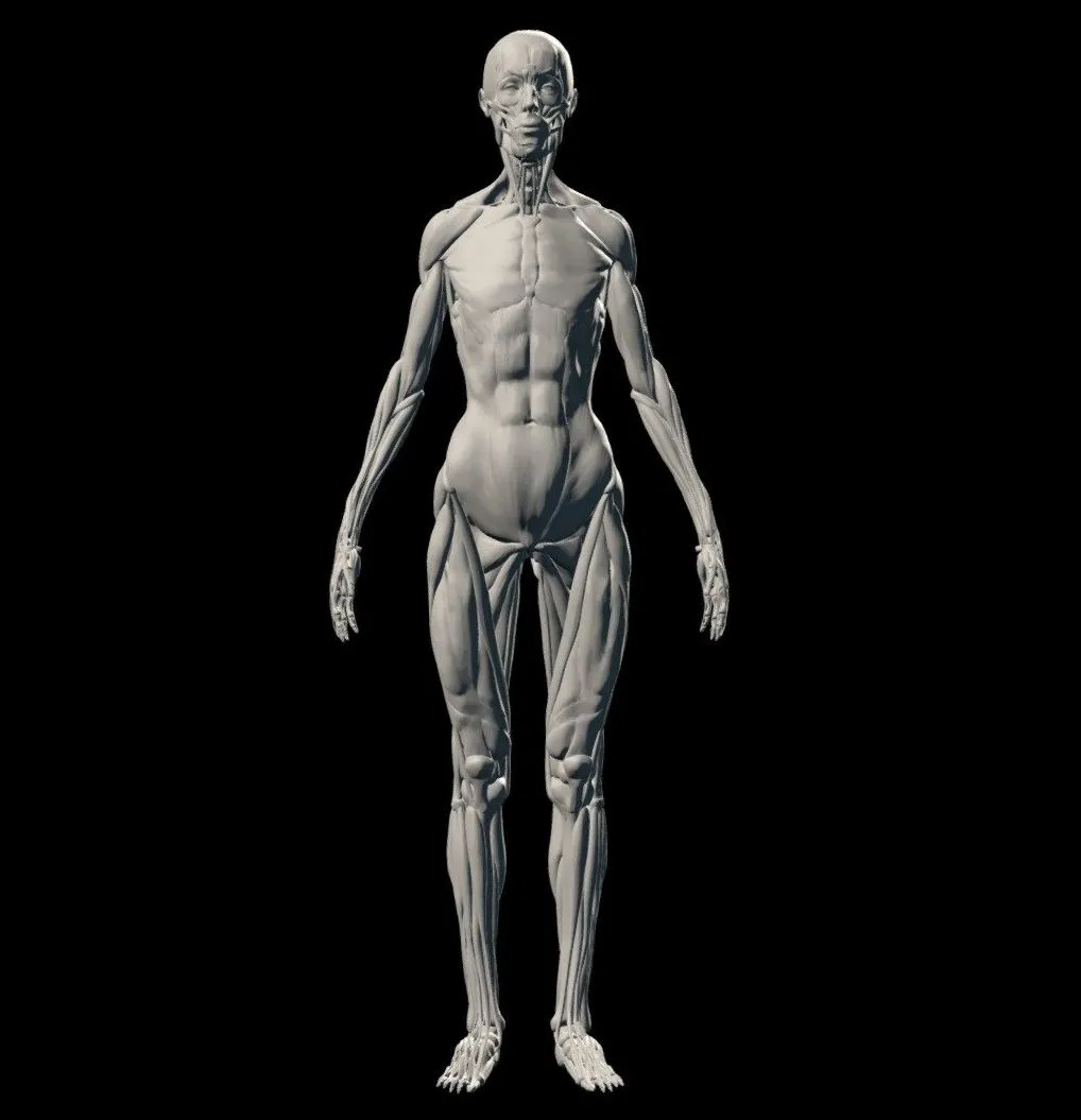 PBR Game 3D Models – Female Ecorche