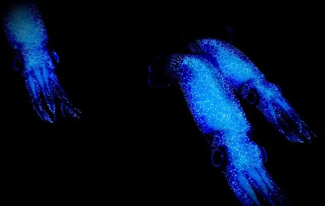 PBR Game 3D Models – Firefly Squid ( Night )