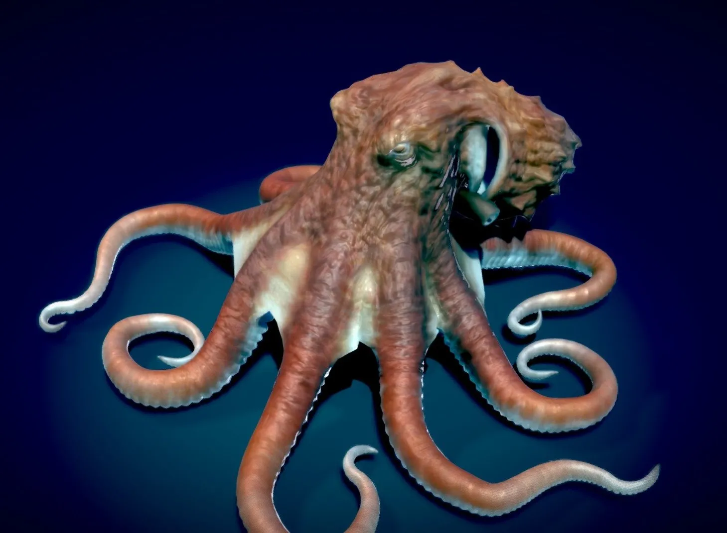 PBR Game 3D Models – Giant Pacific Octopus