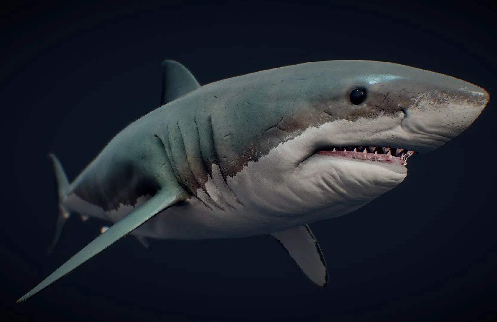 PBR Game 3D Models – Great White Shark (2)