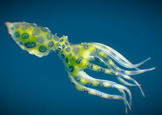 PBR Game 3D Models – Greater Blue Ringed Octopus