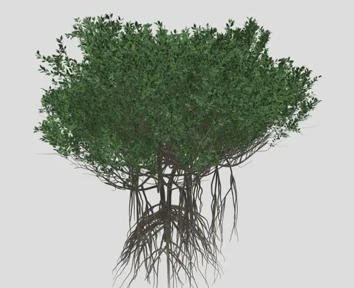 PBR Game 3D Models – GTV Mangrove Tree A