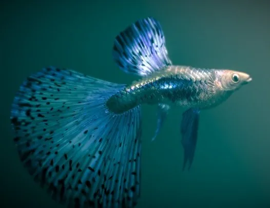 PBR Game 3D Models – Guppy — Blue Grass