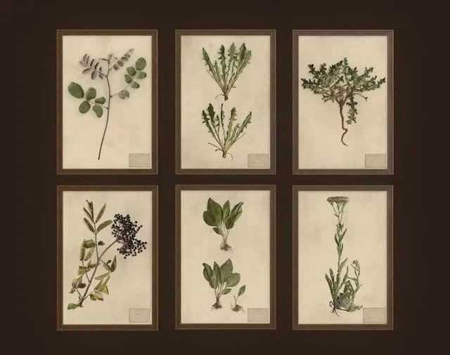 PBR Game 3D Models – Herbarium pictures