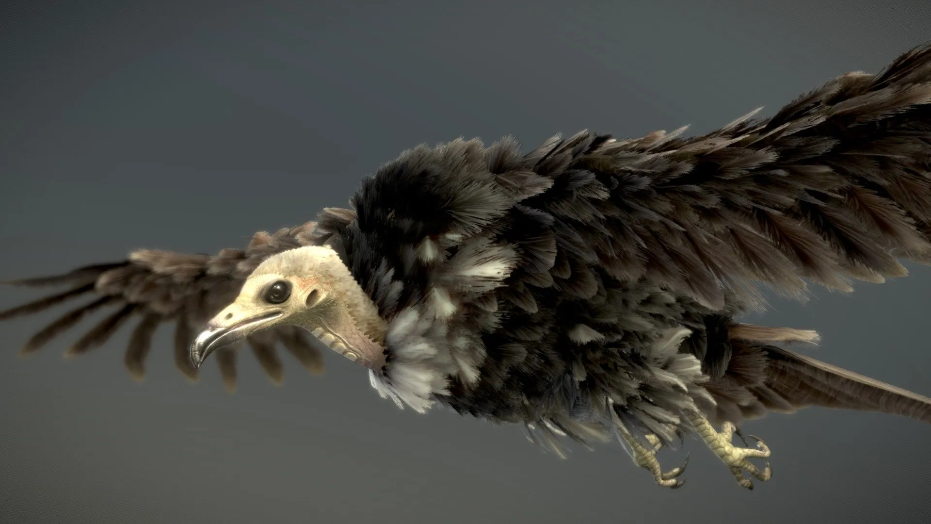 PBR Game 3D Models – Hooded Vulture