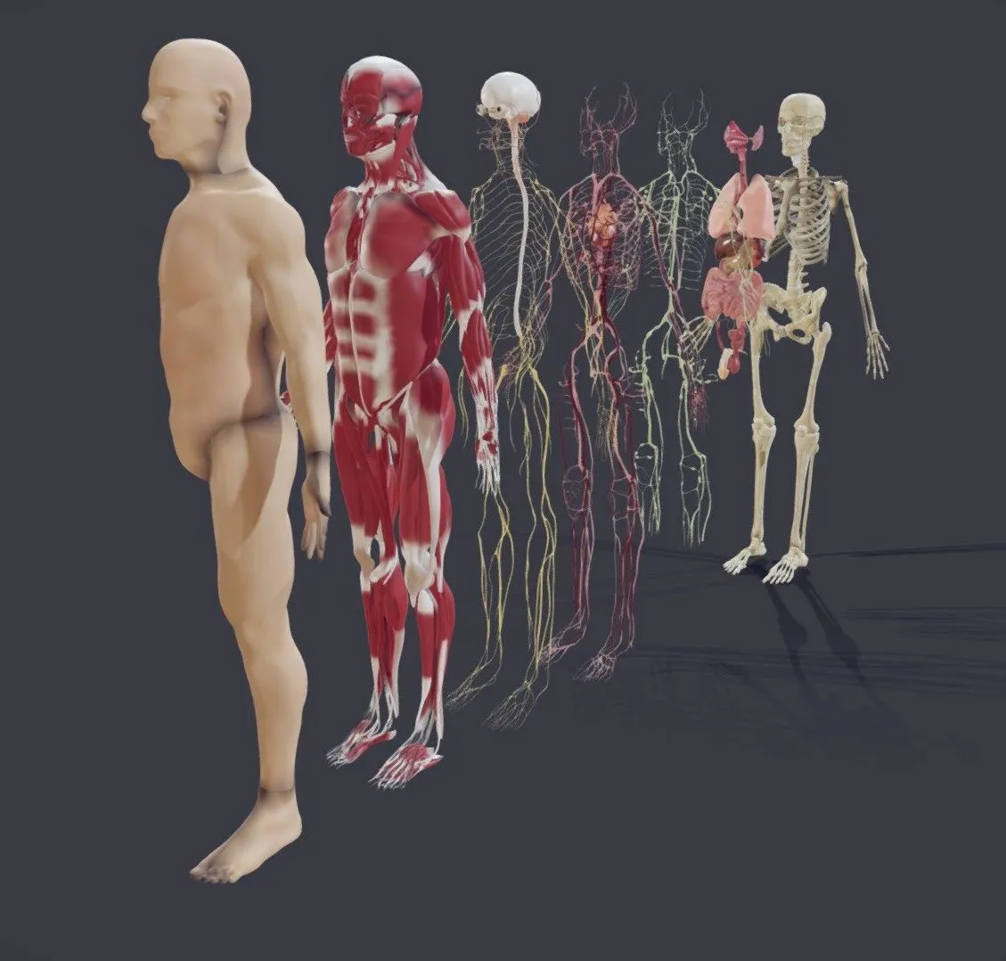 PBR Game 3D Models – Human Anatomy Male Explosive View