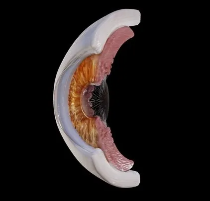 PBR Game 3D Models – Human Eye Anatomy