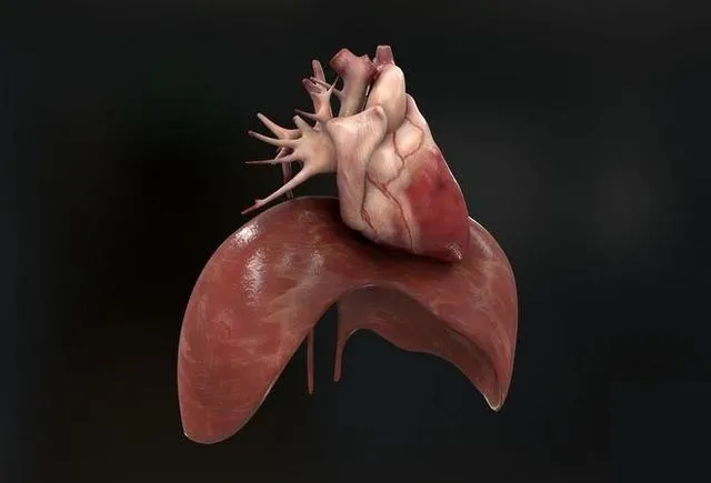 PBR Game 3D Models – Human heart and diafragma