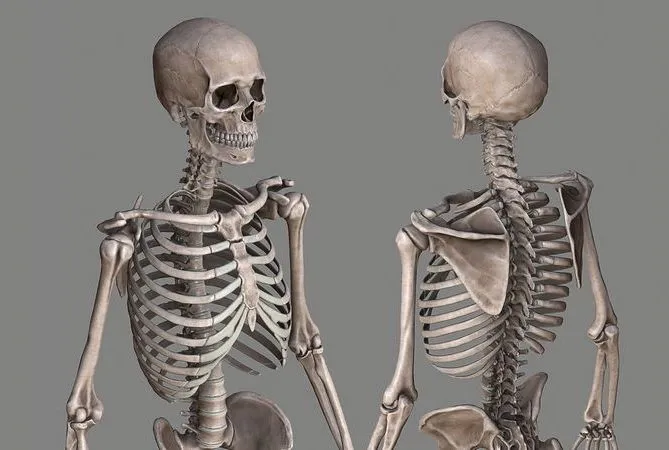 PBR Game 3D Models – Human Skeleton Caucasian Male