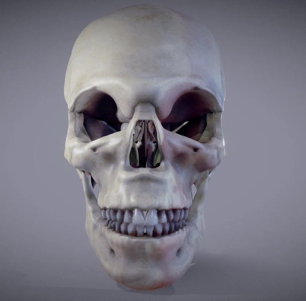 PBR Game 3D Models – Human Skull Anatomy