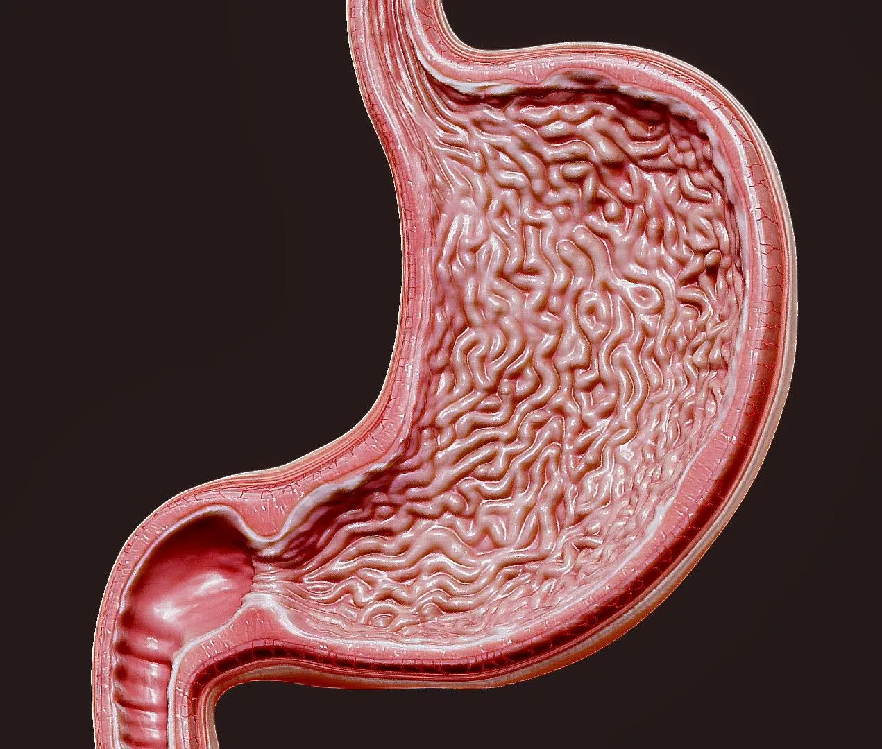 PBR Game 3D Models – Human Stomach Cross Section (2)
