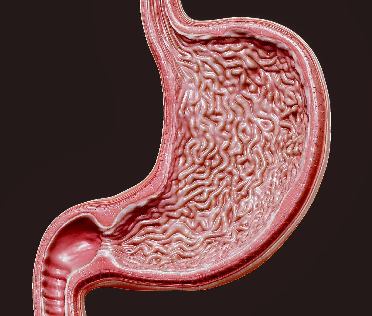 PBR Game 3D Models – Human Stomach Cross Section
