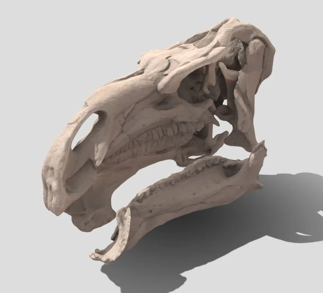 PBR Game 3D Models – Iguanodon Skull