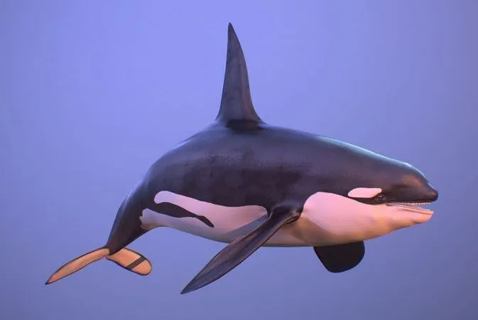 PBR Game 3D Models – Killer whale orca