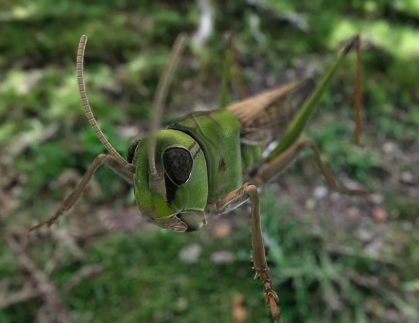 PBR Game 3D Models – Locusta migratoria