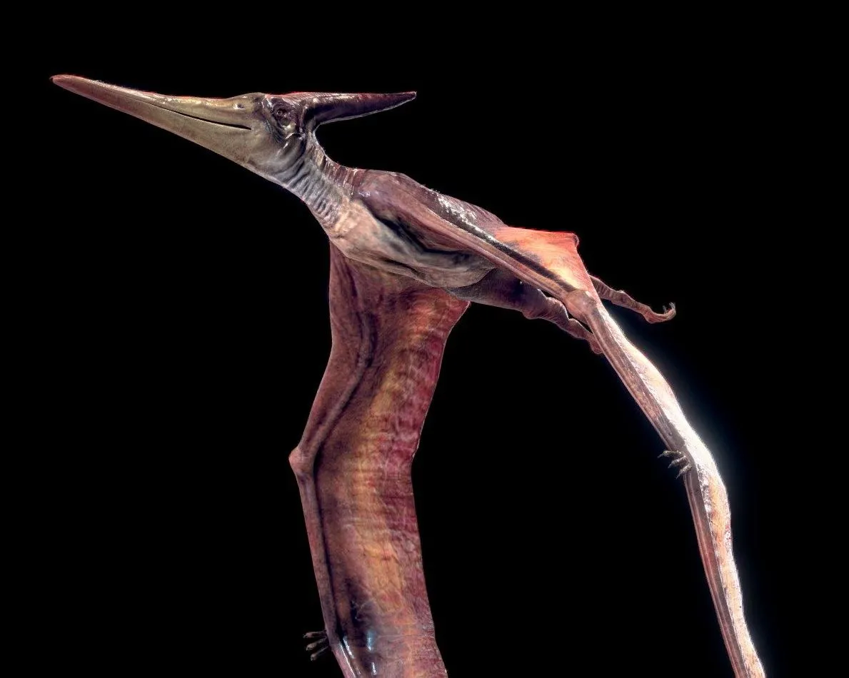 PBR Game 3D Models – Low Poly Realistic Dinosaur Pteranodon