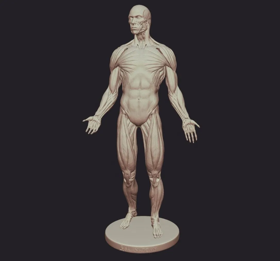 PBR Game 3D Models – Male Anatomy Figure
