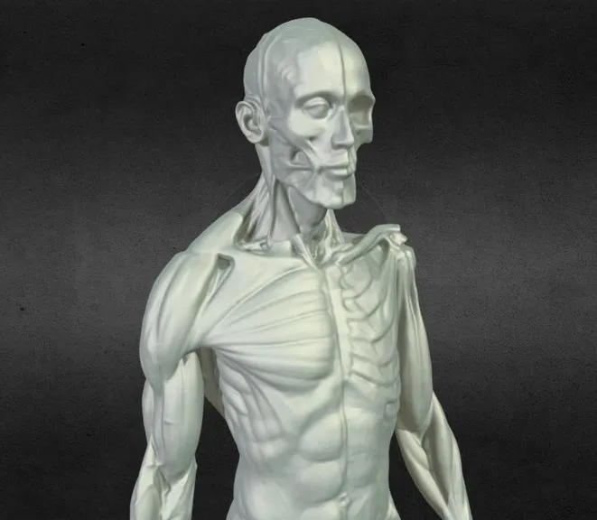 PBR Game 3D Models – Male Anatomy Statue 3D Scan