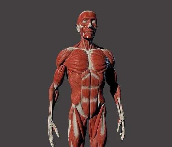 PBR Game 3D Models – Male Full Body Ecorche