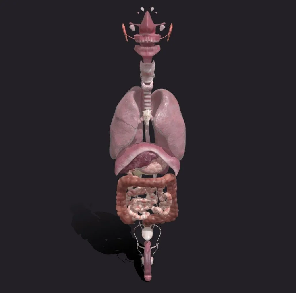 PBR Game 3D Models – Male Internal Organs