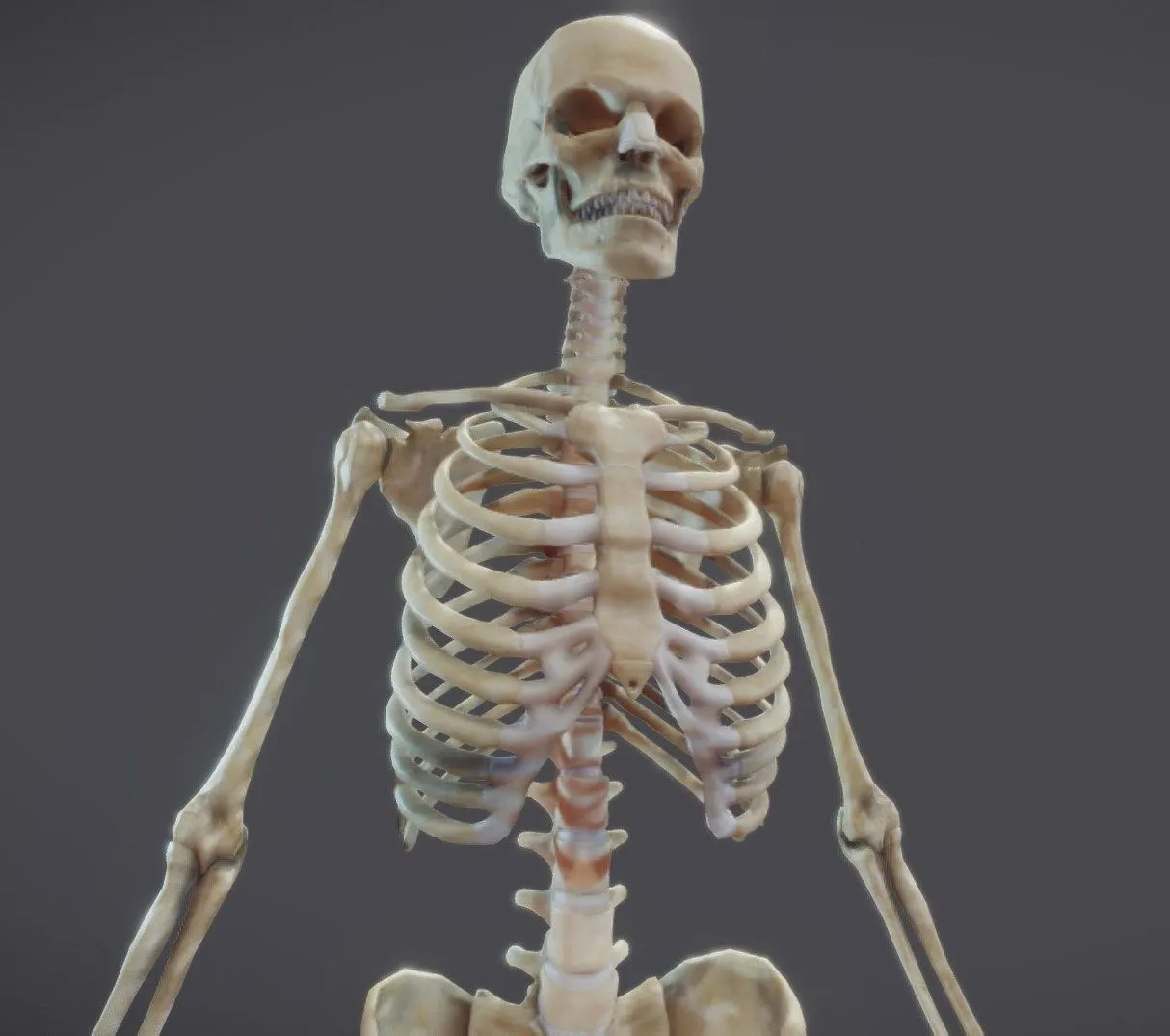 PBR Game 3D Models – Male Skeletal System Skeleton