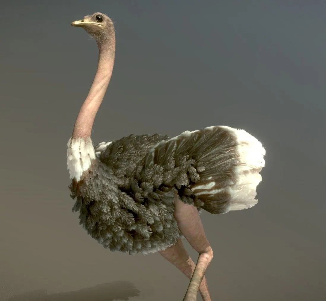PBR Game 3D Models – Masai Ostrich