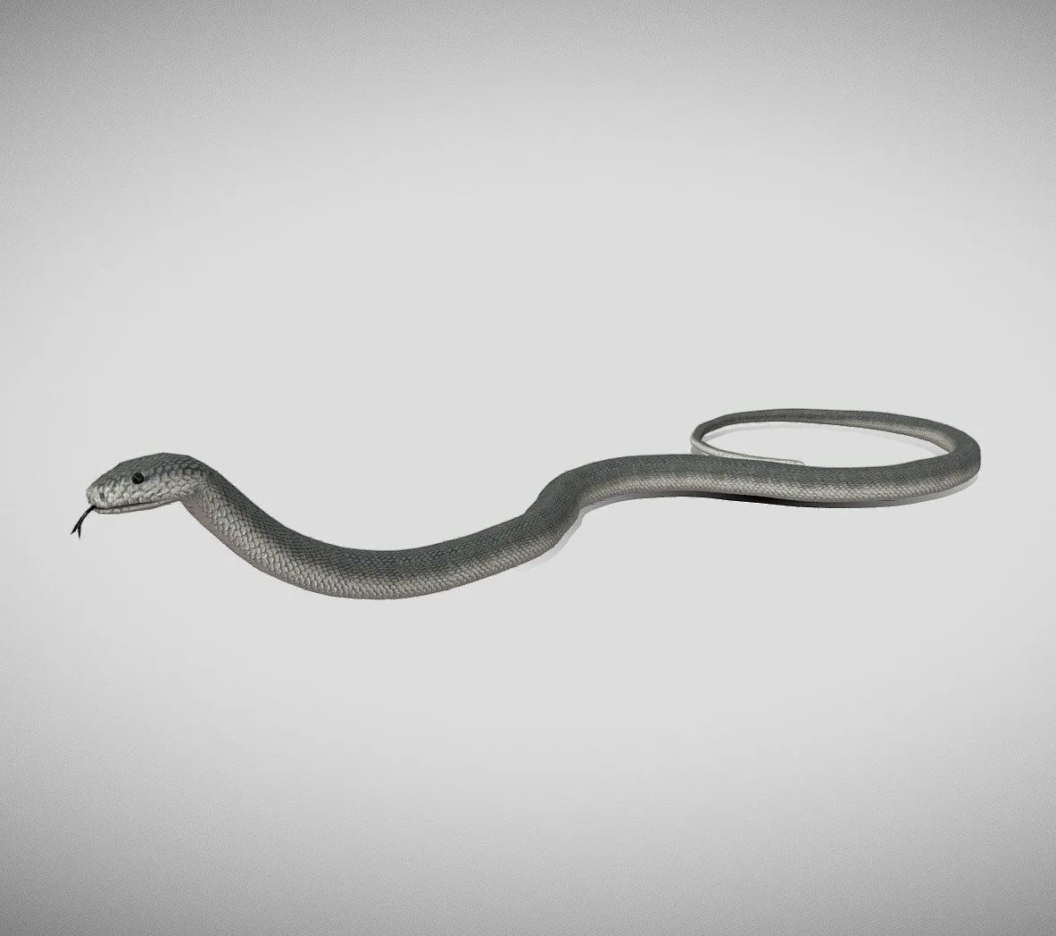 PBR Game 3D Models – Medhue Black Mamba