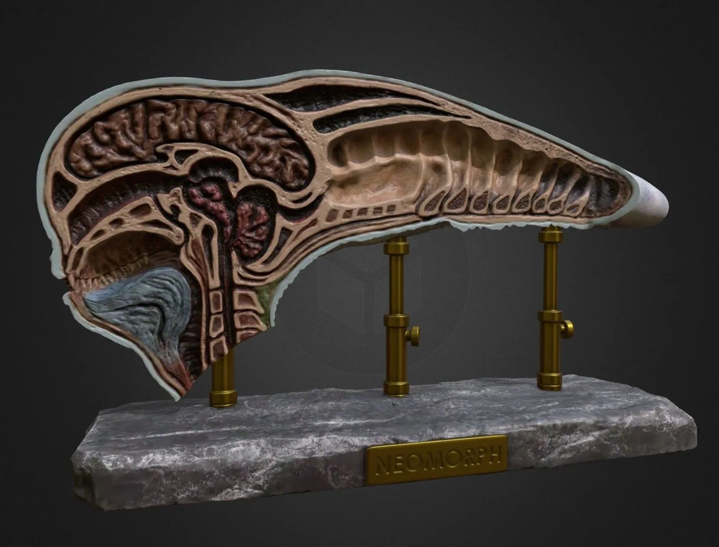 PBR Game 3D Models – Neomorph Dissected Head Alien Covenant