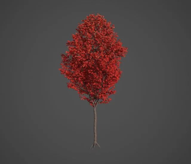 PBR Game 3D Models – Nikko Maple Collection – Acer Nikoense