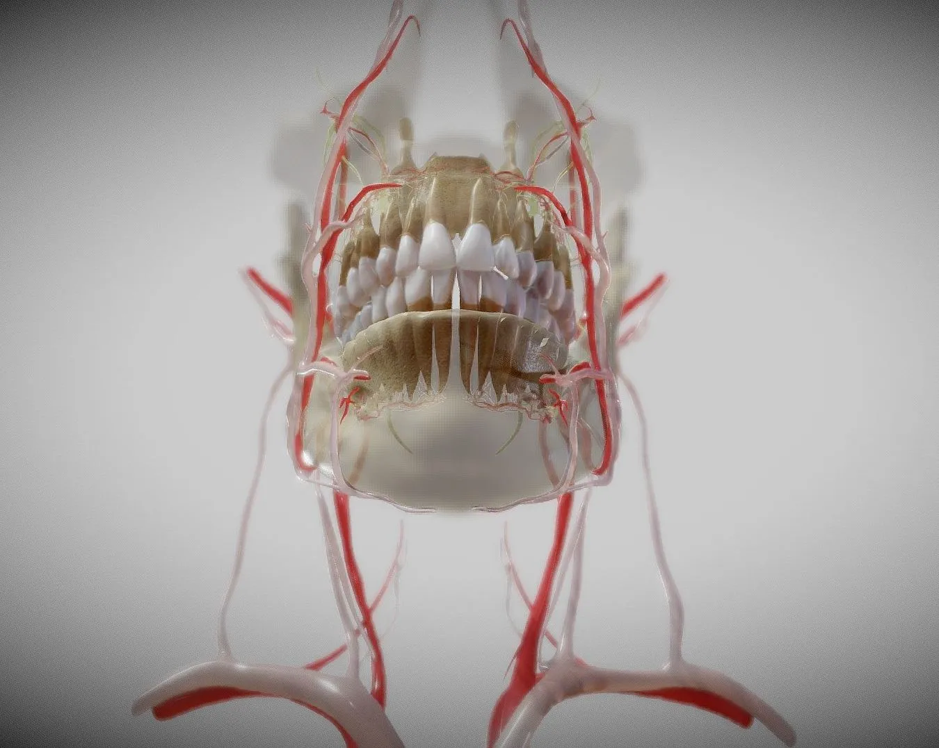 PBR Game 3D Models – Orofacial Anatomy With Blood And Nerve Supply