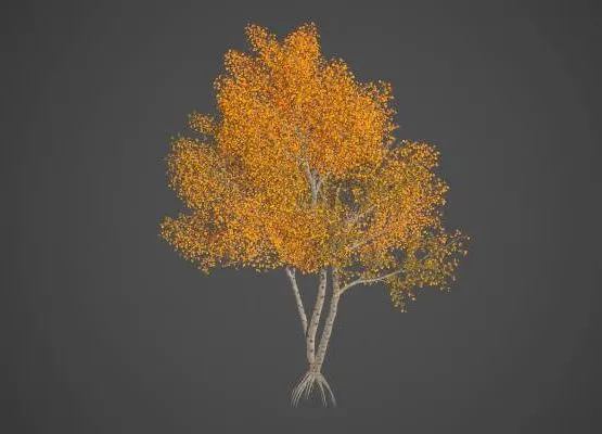 PBR Game 3D Models – Paper Birch Collection – Betula Papyrifera