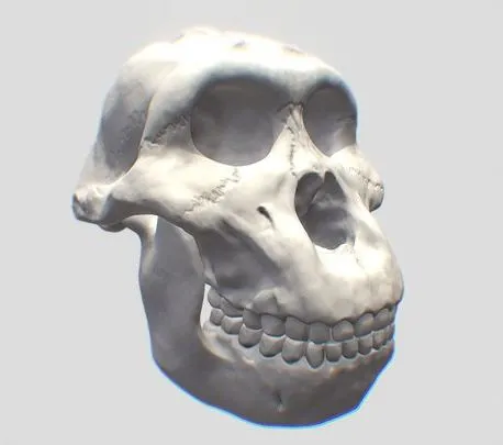 PBR Game 3D Models – Paranthropus Bosei