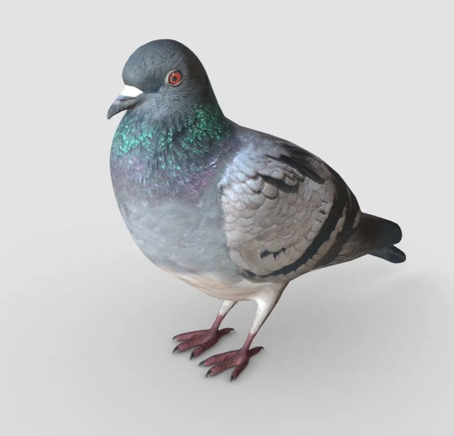 PBR Game 3D Models – Pigeon 2