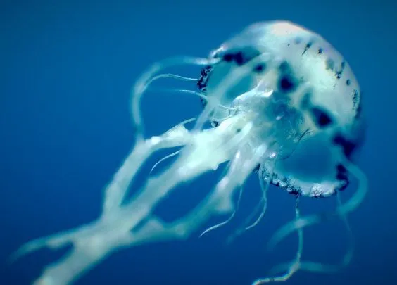 PBR Game 3D Models – Purple Striped Jellyfish