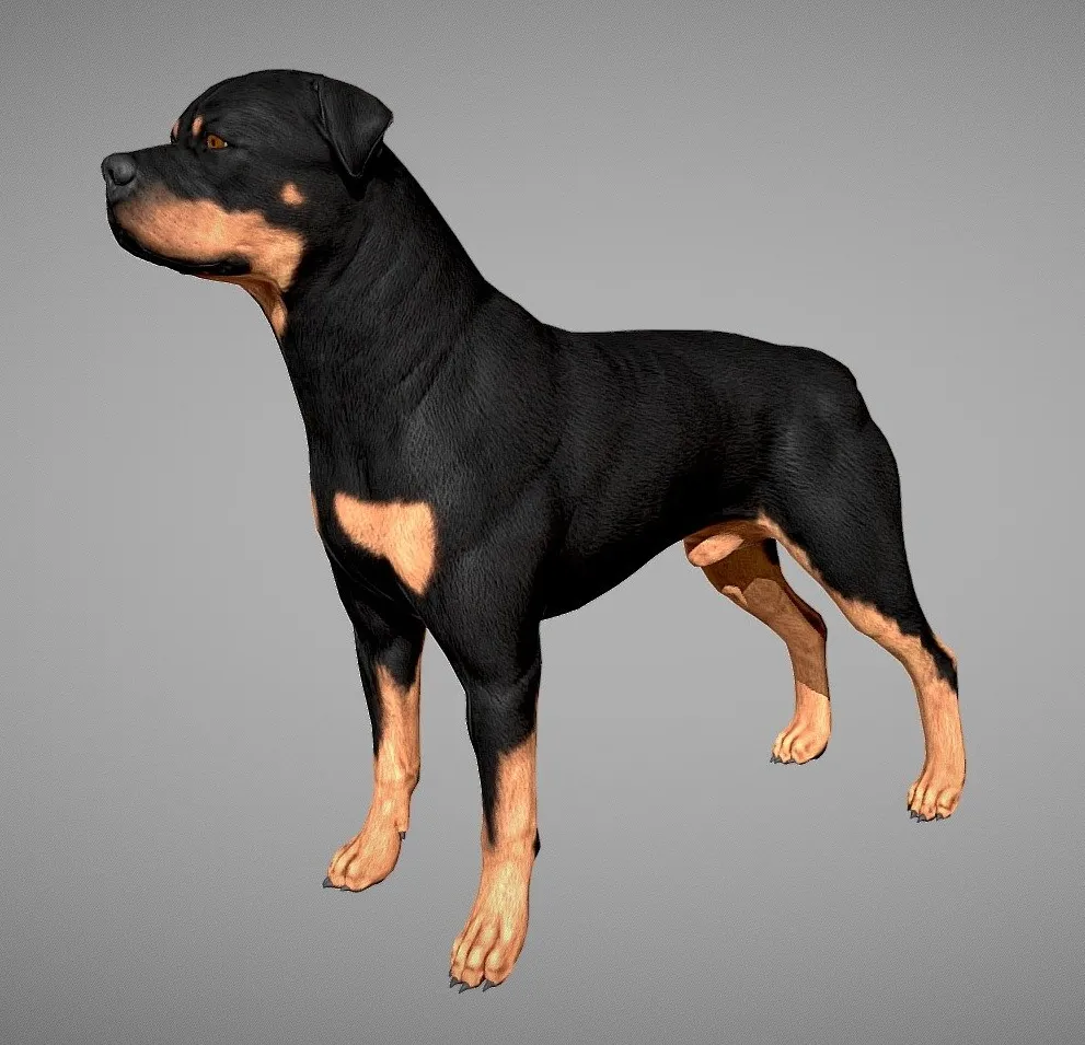 PBR Game 3D Models – Rottweiler