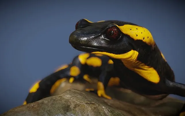 PBR Game 3D Models – Salamander