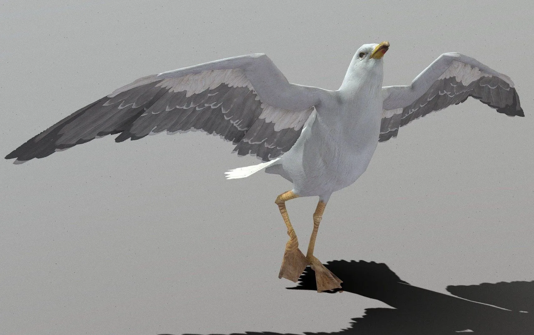 PBR Game 3D Models – Seagull Animations
