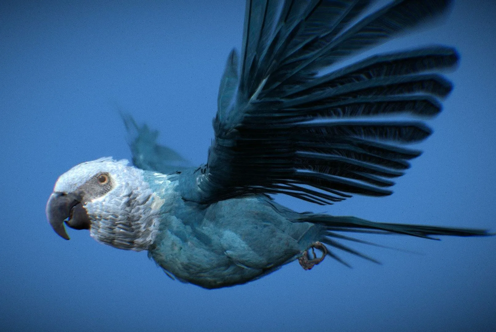 PBR Game 3D Models – Spixs Macaw Ararinha Azul