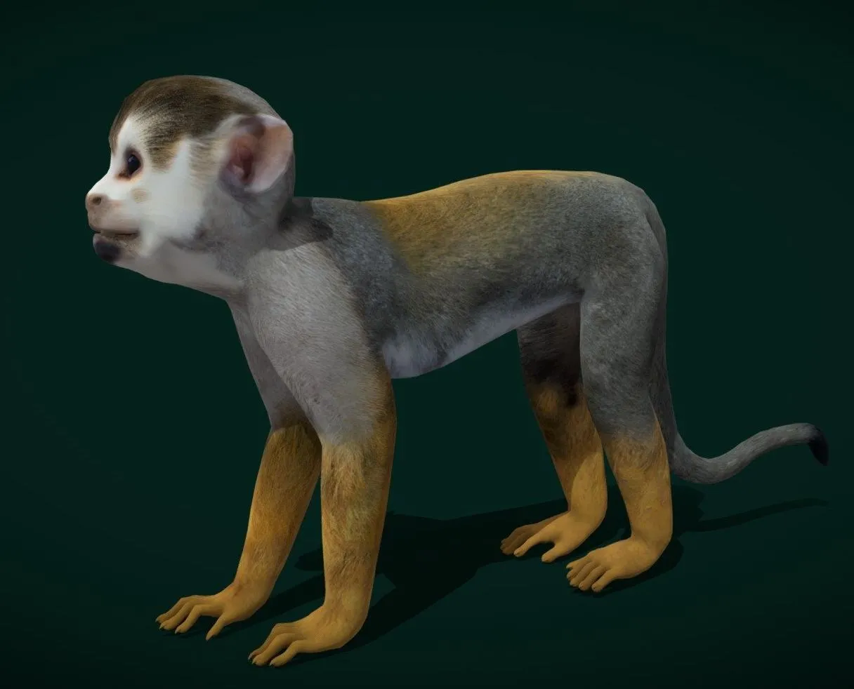 PBR Game 3D Models – Squirrel Monkeys Saimiri Game Ready