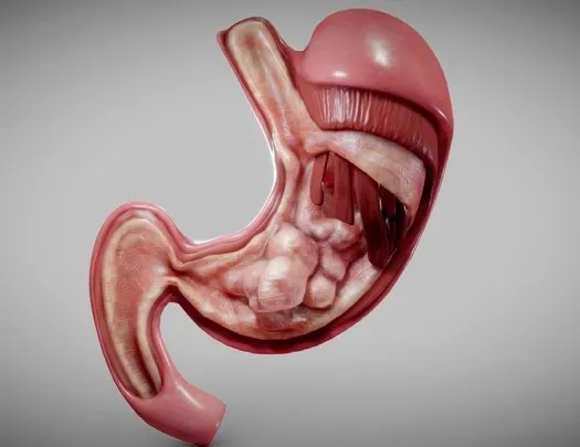 PBR Game 3D Models – Stomach Cancer