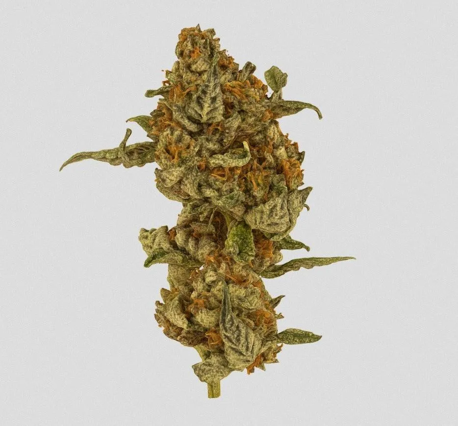 PBR Game 3D Models – Superweed2