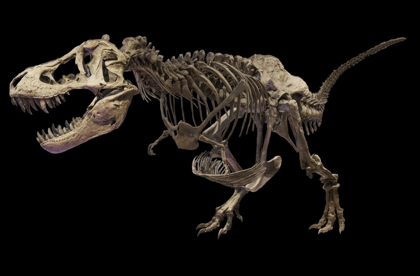 PBR Game 3D Models – T Rex Skeleton