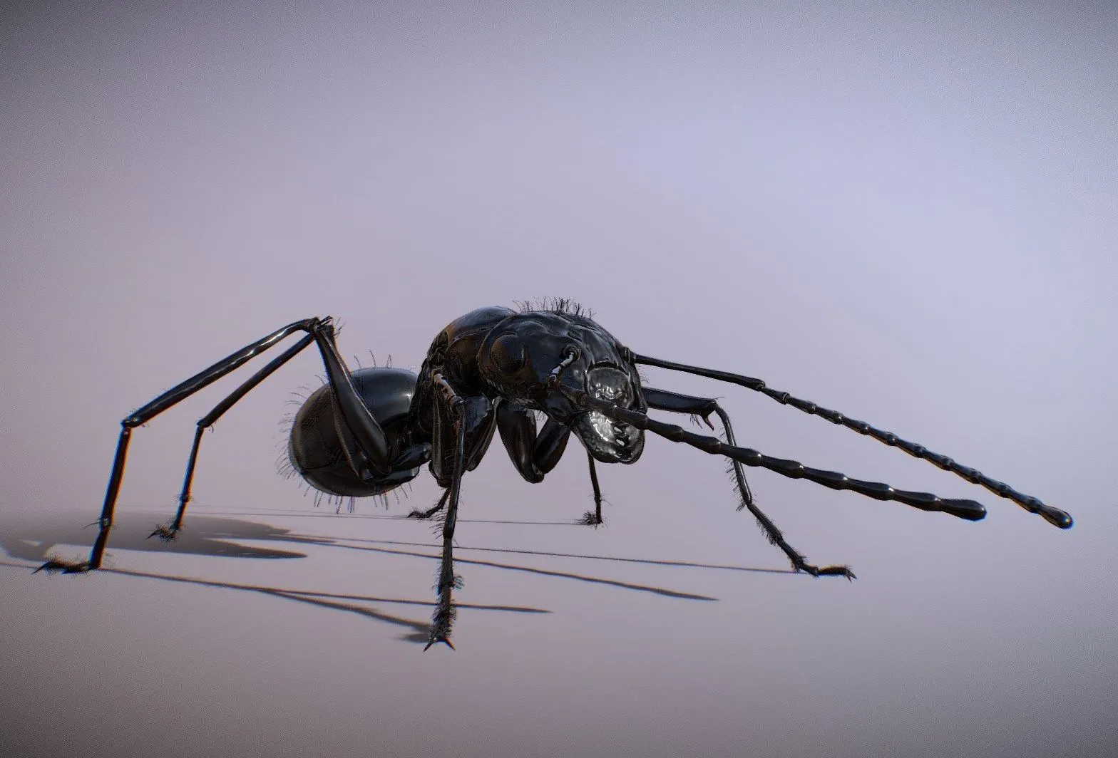 PBR Game 3D Models – The Ant- (Animated Camponotus)