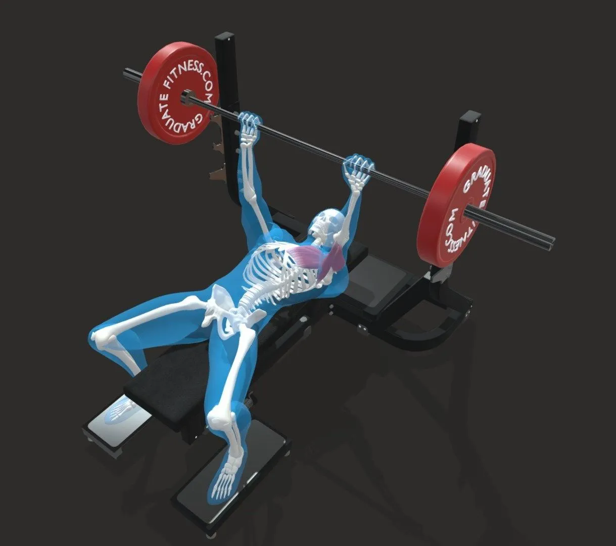 PBR Game 3D Models – The Barbell Bench Press