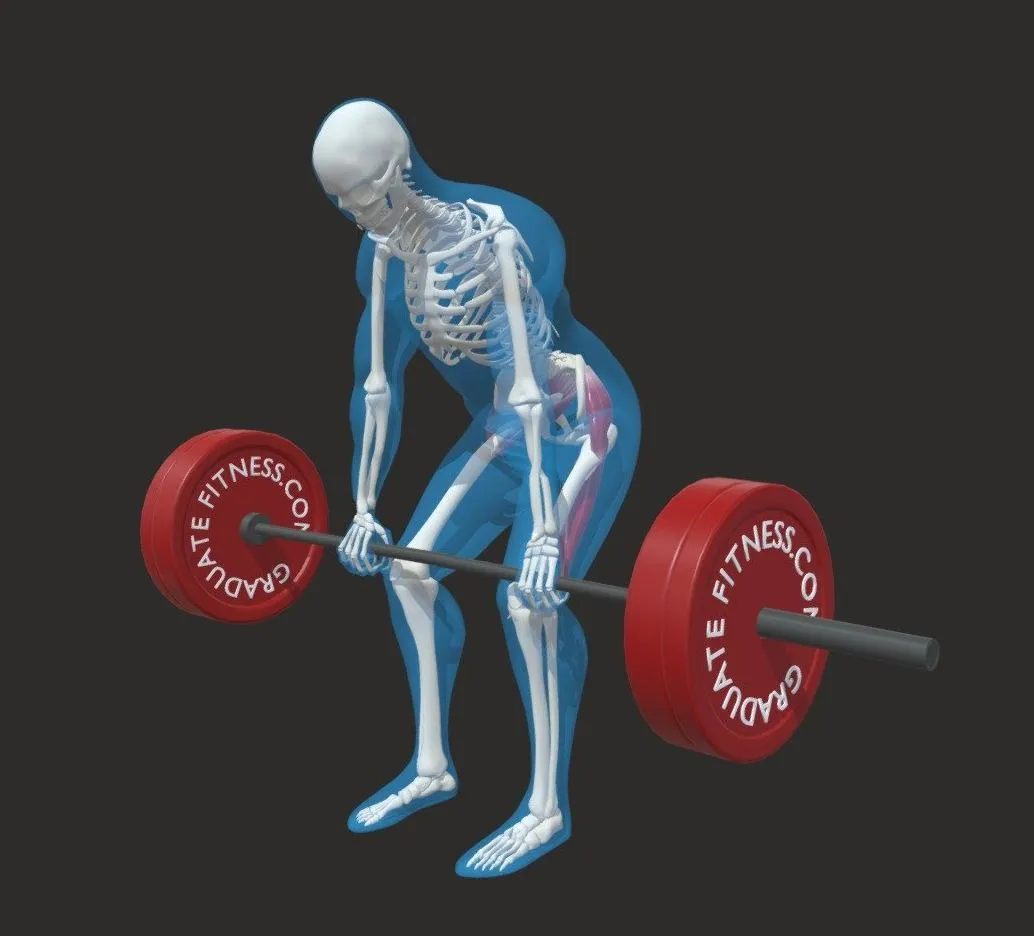 PBR Game 3D Models – The Barbell Romanian Deadlift Rdl