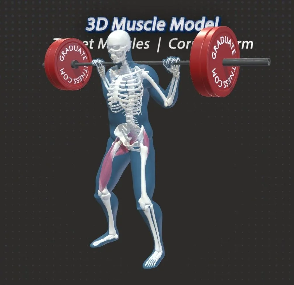 PBR Game 3D Models – The Barbell Squat Muscles Anatomy