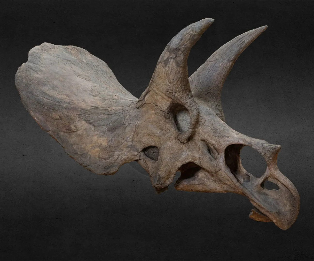 PBR Game 3D Models – Triceratops Horridus 600K Polys