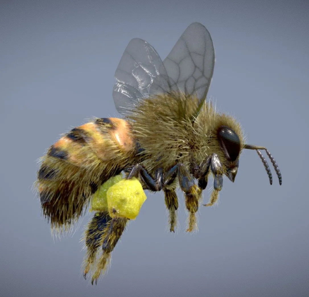 PBR Game 3D Models – Western Honey Bee ( Worker )